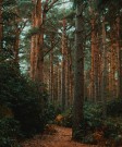 Skog thumbnail
